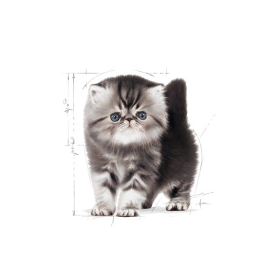 Royal Canin Persian Kitten – Hrană Uscată pentru Pisici Tinere din Rasa Persană – 400 g